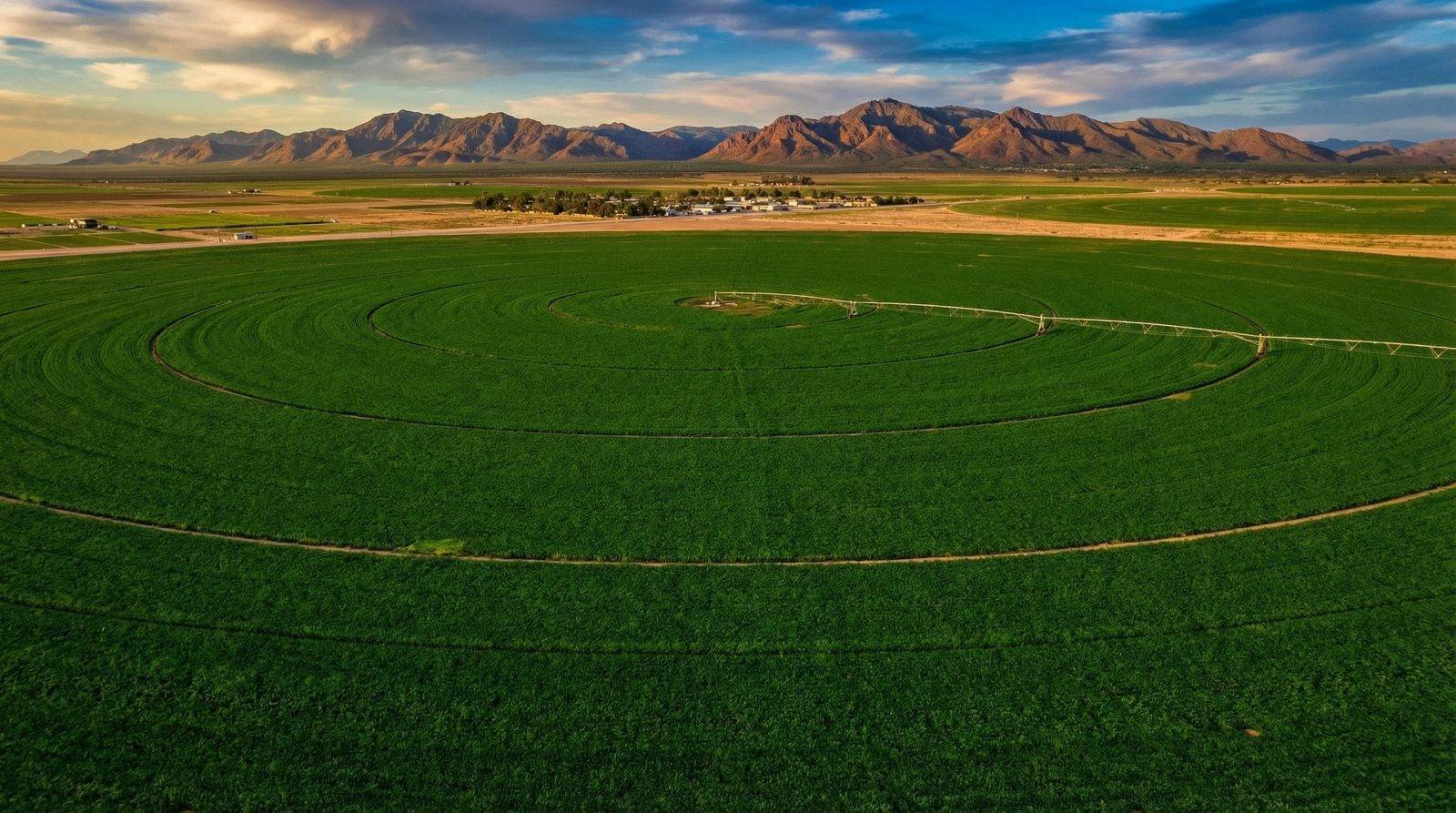 Healthy thriving crops in an agricultural field treated with microbial catalysts