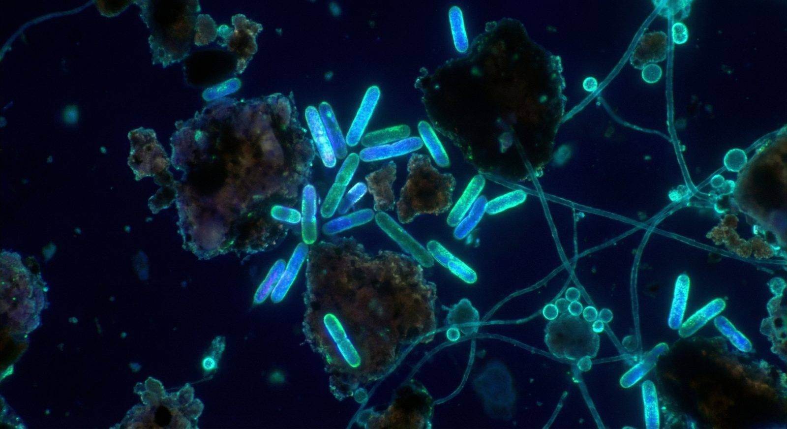 Microscopic view of soil bacteria and microbial activity